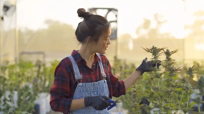 Cannabis Cultivation