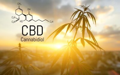 Cannabis 101: Understanding THC, CBD, and Other Cannabinoids